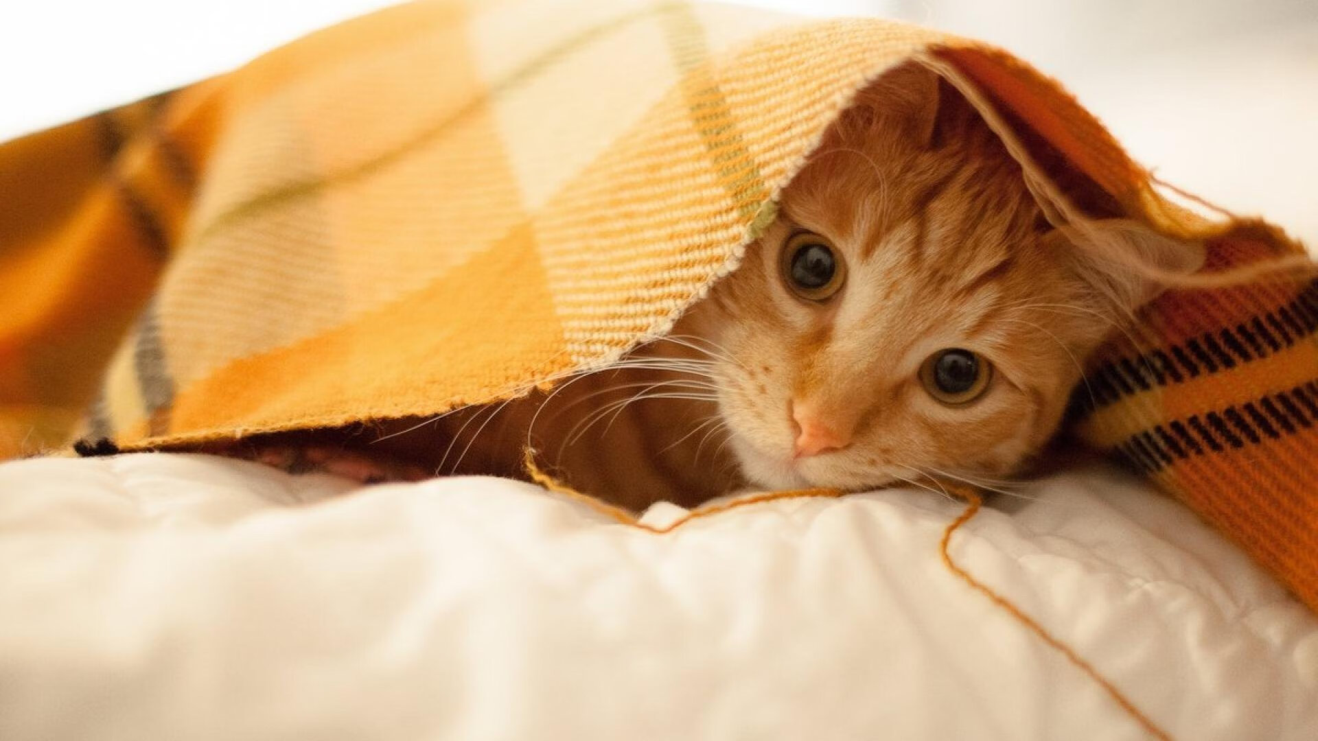 开云体育APP下载-中国女篮保持高压防守形成压制态势，中国女篮保持高压防守形成压制态势的是谁