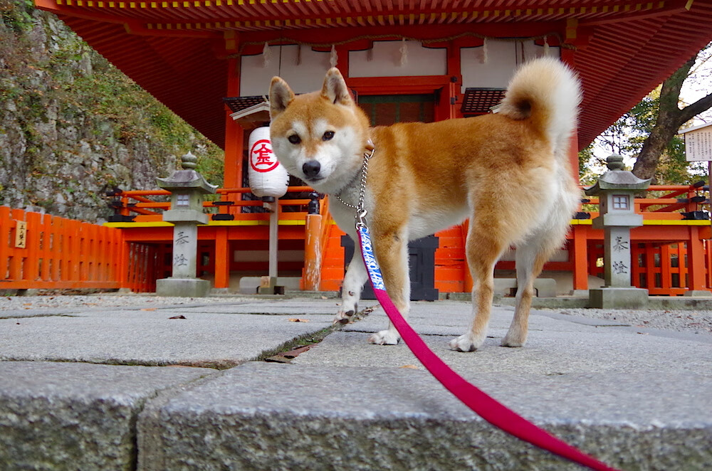 开云首页登录-足球直播传播效果对联赛影响明显，足球直播技术统计