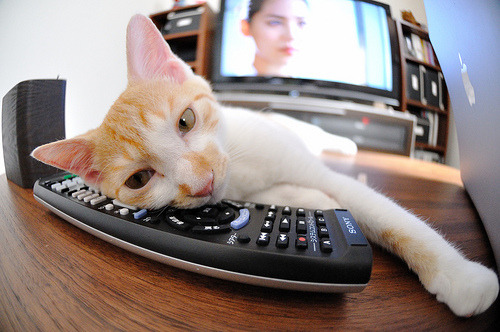 澳大利亚推出橄榄球发展计划，助力运动普及，澳大利亚橄榄球联盟