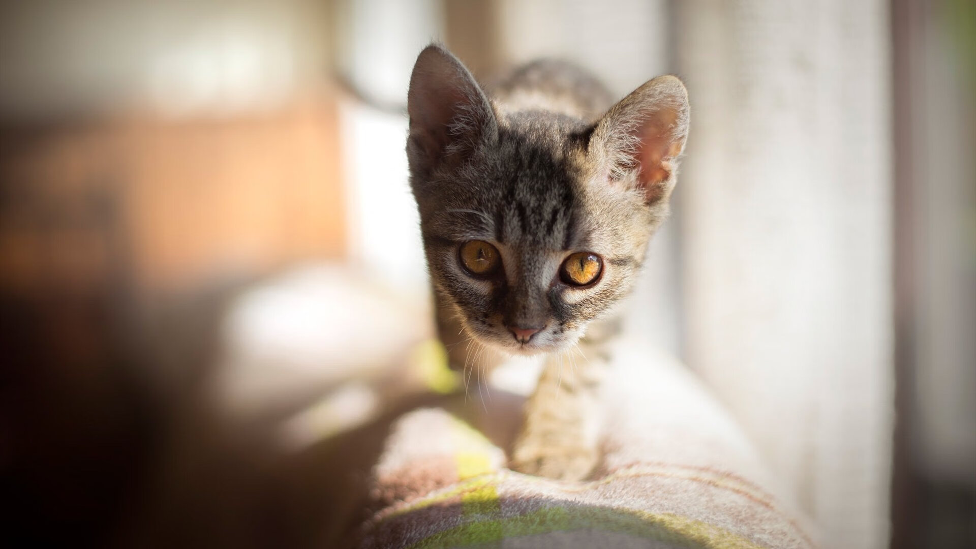 KAIYUNAPP-美洲杯激情燃烧：明星拼搏，为胜利而战！，美洲杯视频集锦